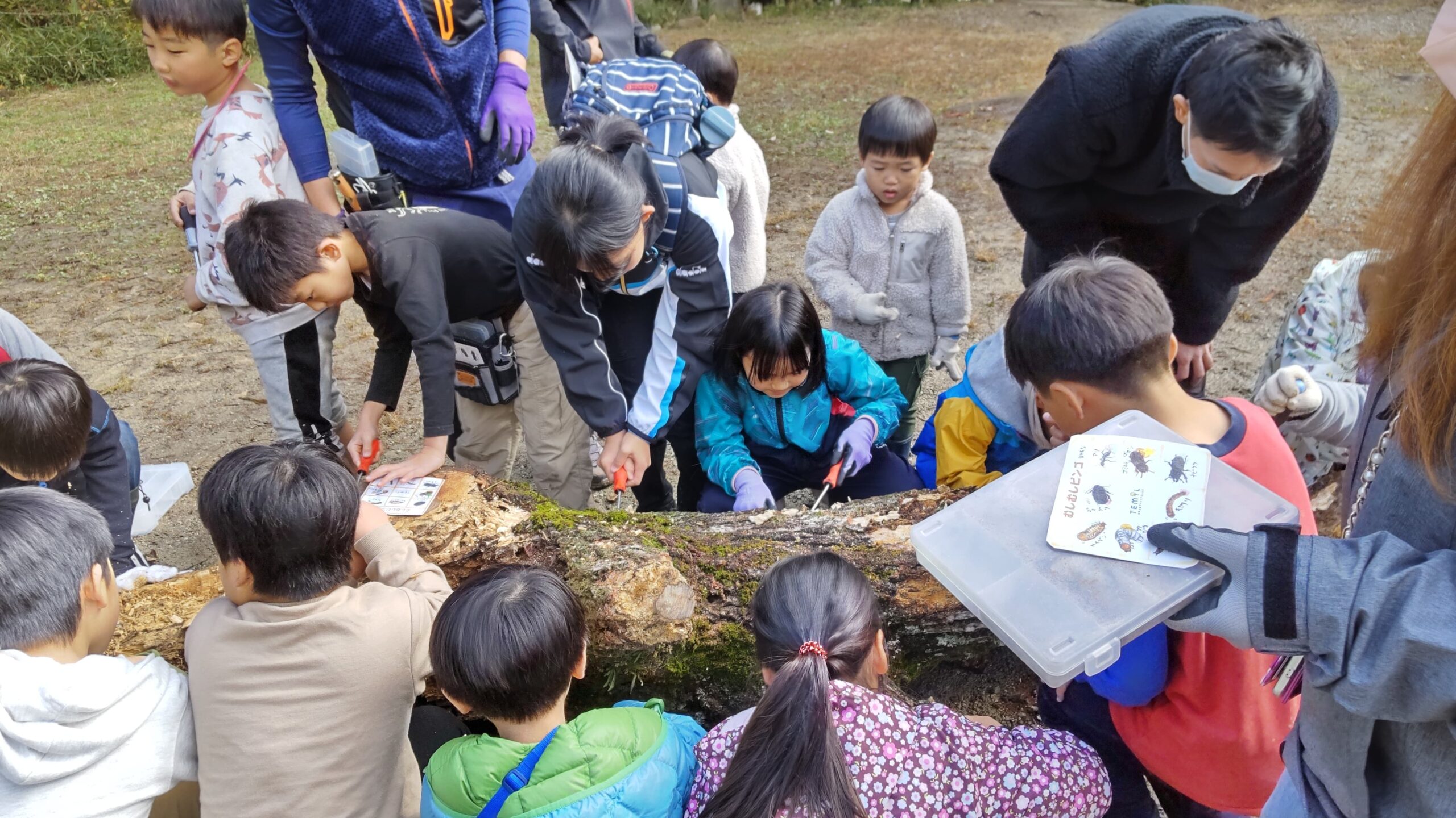 【日帰り】集まれ！昆虫好き！冬の虫をみてみよう！越冬昆虫観察会 2024年12月1日(日)